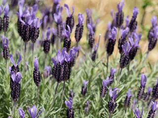 ラベンダーの花