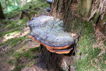 beautiful multicolored large mushroom on a tree trunk