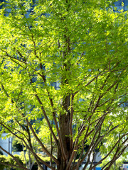 Fototapeta premium 新緑のメタセコイヤの木