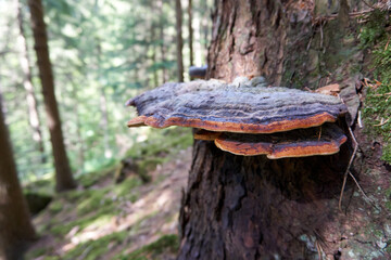 beautiful multicolored large mushroom on a tree trunk
