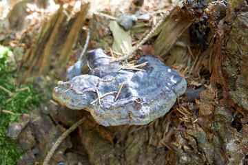 big black mushroom with moss