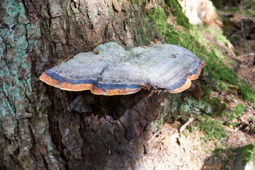 beautiful multicolored large mushroom on a tree trunk