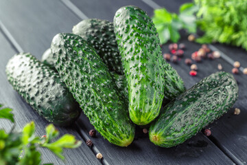 Cucumber on  dark wood texture background.Cucumbers harvest in summer. Cucumbers for salads or canning. Summer vegetables. Organic agriculture in village.