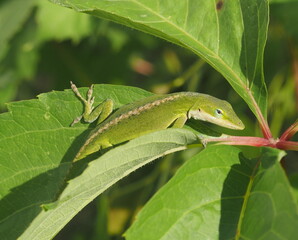 Anole lizard on leaf looking at viewer