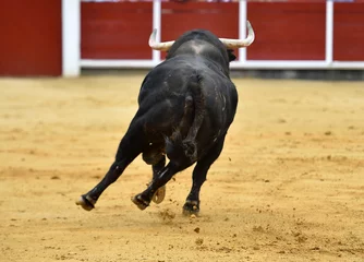 Fotobehang a spanish bull with big horns in the bullring in a traditional spectacle of bullfight © alberto
