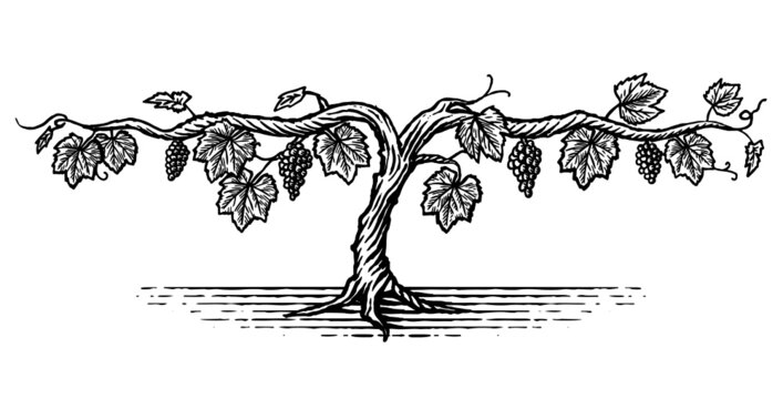 Hand drawn illustration of a grape vine in a vintage style