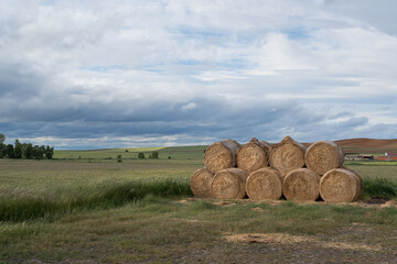 Freshly semi-watered circular straw bales in a cloudy field