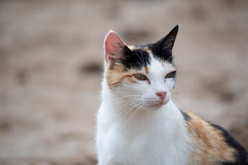 Lovely white, brown cat posing defiantly before my camera like a professional model. The photograph is carefully made supported by a color palette with ochre tones