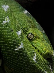 snake in the grass