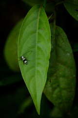 leaf with water drops