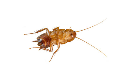 a large cockroach on a white background
