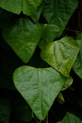 green leaf with water drops
