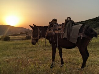 horse at sunset