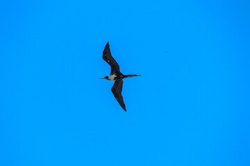 birds in flight