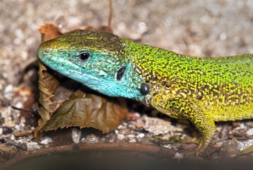 European green lizard in Latin Lacerta viridis