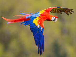 Closeup of a colorful Scarlet macaw parrot flying around with blurred background © Patrick Lhoir/Wirestock