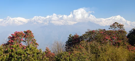Papier Peint photo Dhaulagiri Mount Dhaulagiri and red rhododendron Nepal Himalayas