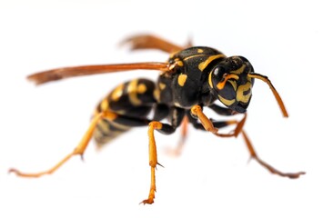wasp isolated on white background Vespula Vulgaris