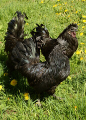 Fototapeta na wymiar Few Ayam Cemani Chickens
