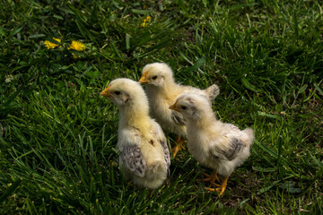 White chickens in the yard.