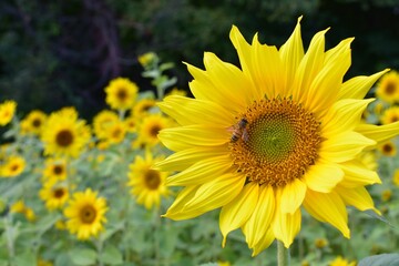 Yellow sunflowers in the field