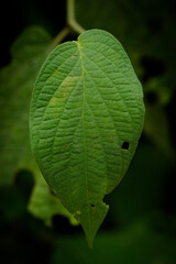 green leaf with drops