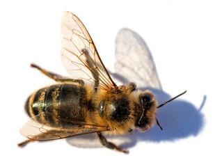 bee or honeybee Apis Mellifera isolated on white
