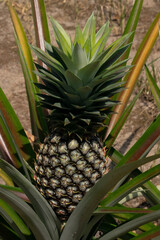 Fototapeta premium Close-up of a pineapple plant with young fruit. Selective focus points. Blurred background