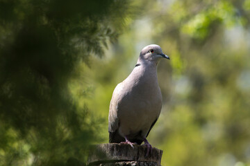 Collared Dove (Streptopelia decaocto) and bird feeding.