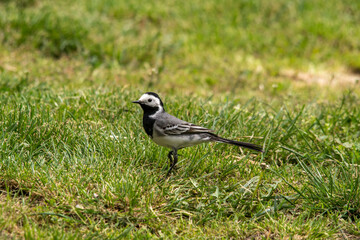 Grooved bird (Motacilla alba)