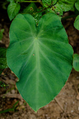 green leaf in the garden
