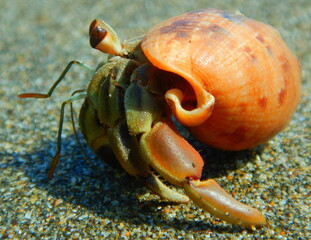 Costa Rica Pacific Sea life