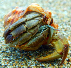 Costa Rica Pacific Sea life