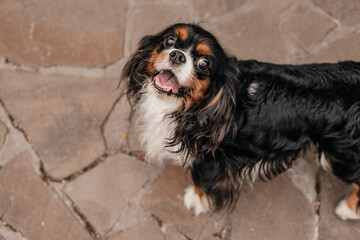 Portrait of dog from up. Cocker Spaniel black, white and brown on the stoned road. Pet smiles...