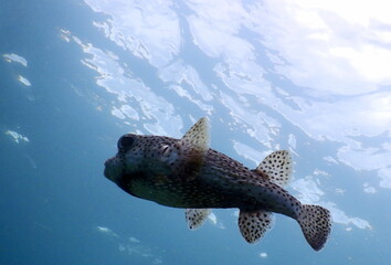 Costa Rica Pacific Sea life
