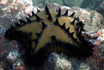 Costa Rica Pacific Sea life