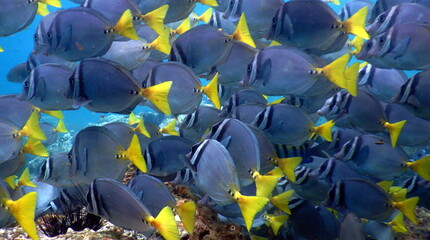 Costa Rica Pacific Sea life