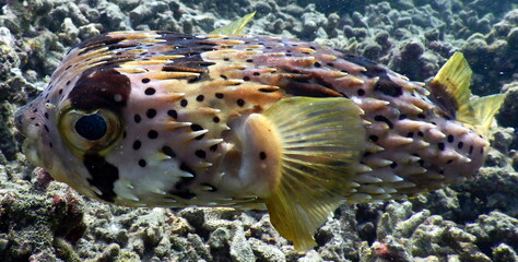 Costa Rica Pacific Sea life