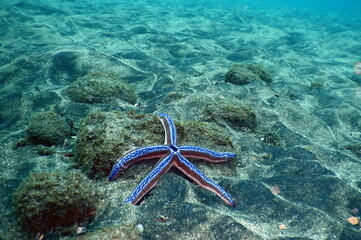 Costa Rica Pacific Sea life