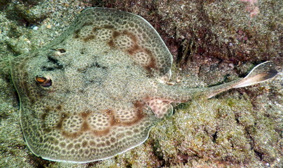 Costa Rica Pacific Sea life