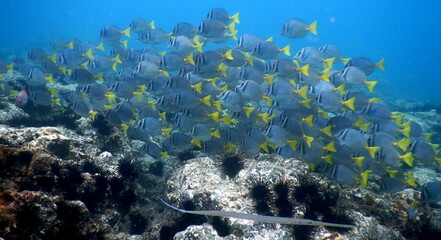 Costa Rica Pacific Sea life