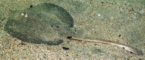 Costa Rica Pacific Sea life