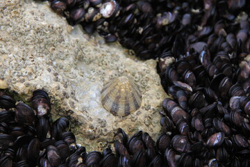 岩場に群生する二枚貝と、ひとつのフジツボ