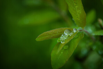 a tree branch with green leaves and water drops after rain