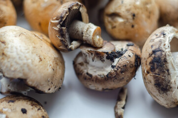 Raw and fresh mushrooms on a white background, vegetables from an organic farm