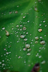 leaf with drops