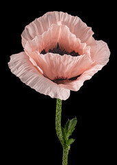 Pink flower of poppy, lat. Papaver, isolated on black background