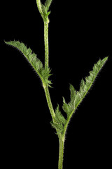 Obraz premium Green leaf and stem of poppy, lat. Papaver, isolated on black background