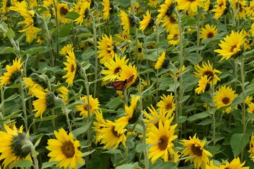Monarch butterflies on yellow sunflowers in the field
