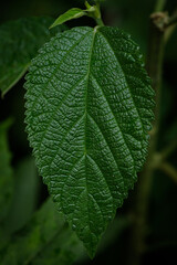 green leaf with drops